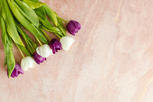 Fresh tulips isolated on pink background. Top view