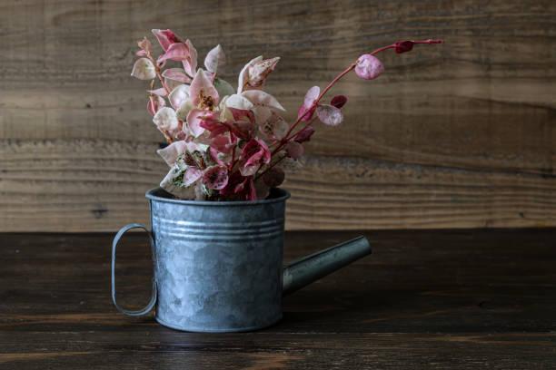 Trachelospermum asiaticum in a watering can.