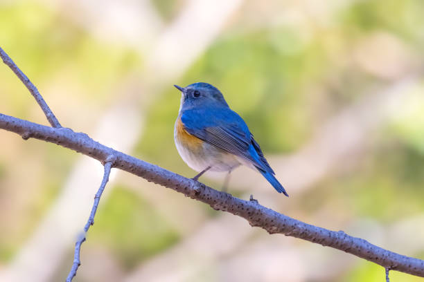 istock Male Red-flanked bluetail on a branch of tree. 1958257990