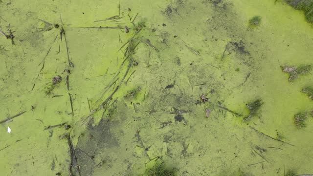 Contaminated water in swamp covered with algae, drone view