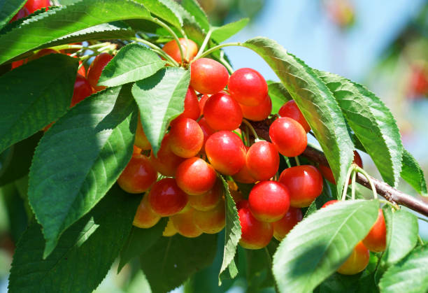 istock Close up fresh yellow and red cherries on the tree branch 1958310525