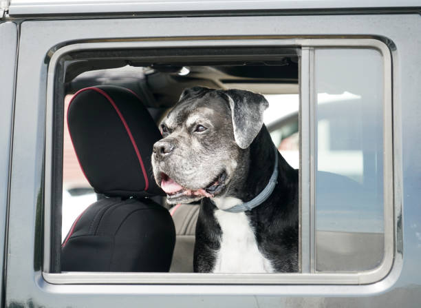 istock dog inside the car in travel 1958313120