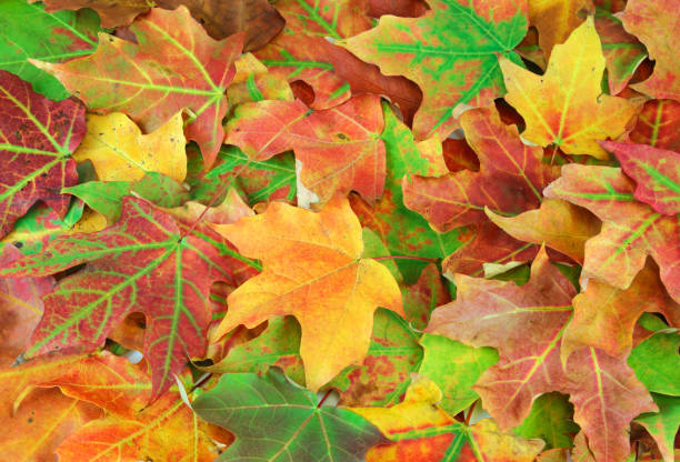 istock colorful autumn maple leaves as nature background 1958319111