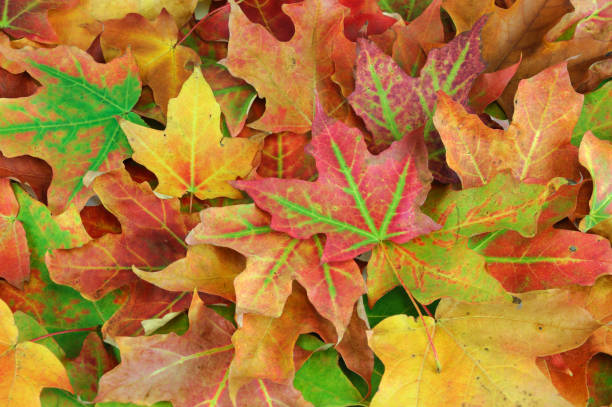 istock colorful autumn maple leaves as nature background 1958319129