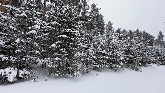 close-up pine tree covered with snow in a skiing center, Sarikamis, in Kars Province of Turkey