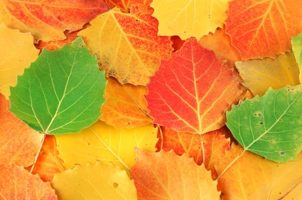 istock colorful autumn leaves as nature background 1958320196