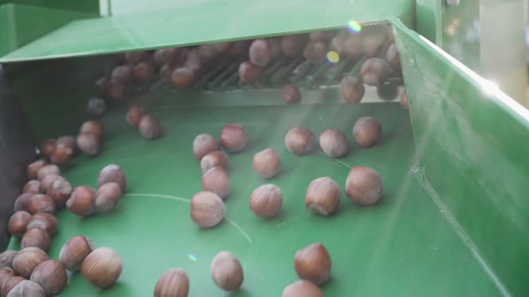 Hazelnuts poured on the conveyor belt shelling and separation machine in factory, slow motion