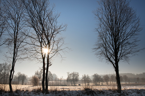 The sun rises behind dry and bare trees in winter. The earth is still covered in frost. Bare trees in the background.
