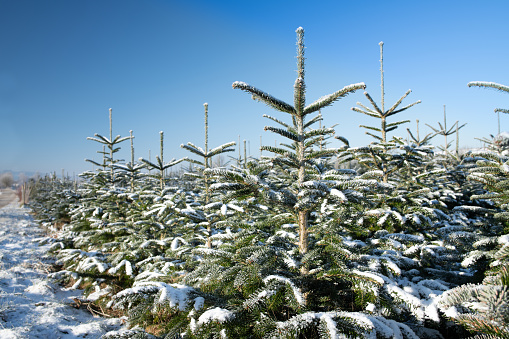 Young conifers stand against a blue sky in winter. There is a little snow or frost on the branches. The sky is blue. There is a footpath at the side