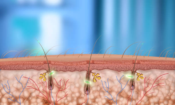 istock 3d hair follice (depth of field) 1958342579