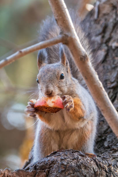 istock The squirrel with nut sits on tree in the autumn. Eurasian red squirrel, Sciurus vulgaris. 1958349923