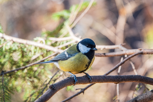 Cute bird Great tit, songbird sitting on the branch with blured background. Parus major