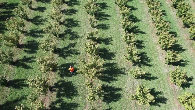 Farmer worker check harvest crops on the field of wallnut and hazelnut farm, aerial shot
