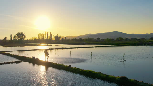 Cine sunset shot of farmer throw rice seedling at paddy agricultural field flooded with water, slow motion