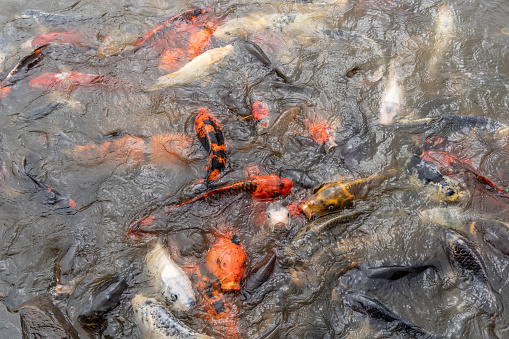 Top-view of Koi Carp fish swimming in outdoor water garden pond.