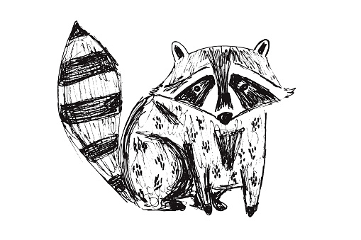 Cute black hand drawn sketch raccoon illustration. Childish drawing wild dog character for kids print design, logo, sticker