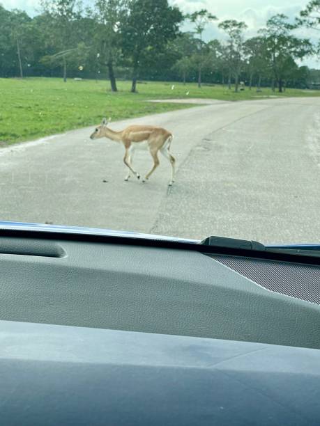 istock Amazing Impala crossing the road 1958368648