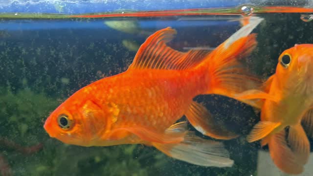 Goldfish Swimming In Aquarium