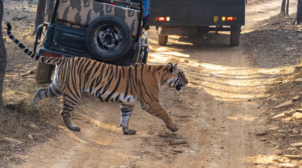 wild majestic female bengal tiger at ranthambore national park in rajasthan, india asia - car prowler 뉴스 사진 이미지