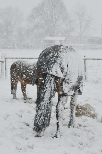 Frozen food - horses standing in blizzard eating food that has been put in field for them to try and keep them healthy in very cold winter weather in rural Shropshire.