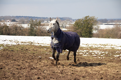 Large grey horse wearing winter rug trots up muddy  snowy iced field towards camera on winters day.