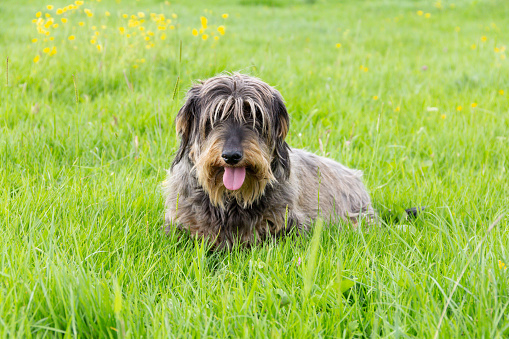 Cute long haired dachshund sitting in grassy field taking a break whilst out for exercise, looking smiley and happy .