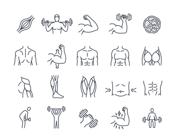 Vector Set of muscles line icons Set of muscles line icons. Human body parts, muscle tissue, biceps, quadriceps, deltoid and calf. Bodybuilding, workout and exercises. Outline simple vector collection isolated on white background muscle strength icon stock illustrations