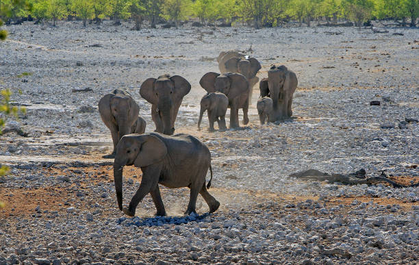 istock Small herd of elephants walking on dry dusty plains 1958420809