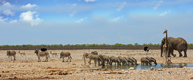 Landscape image of a vibrant African waterhole with many varieties of animals - including Giraffe, Elephant, Ostrich, Zebra and Springbok. There is a natural bush background and blue sky