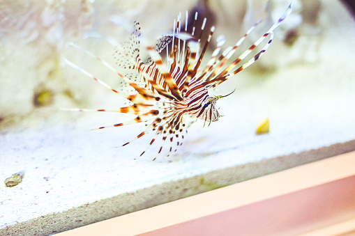 Pterois, lionfish