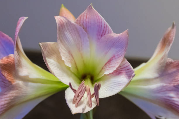A delicate pink amaryllis lily with soft white petals and vibrant magenta stripes blooms gracefully among green foliage