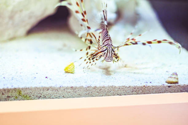 Pterois, lionfish