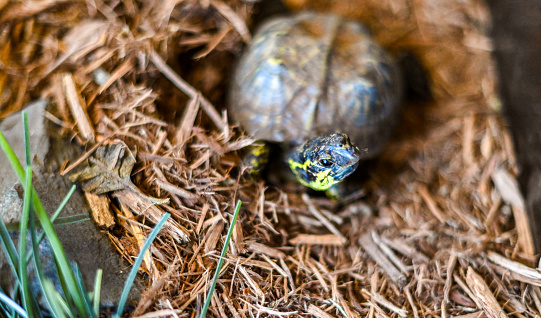 Yellow bellied slider turtle