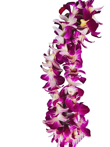 Beautiful orchid floral garland on white background