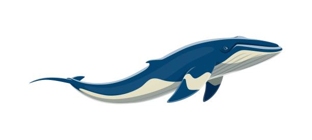 illustrations, cliparts, dessins animés et icônes de animal de baleine à bosse, énorme créature marine - life events illustrations