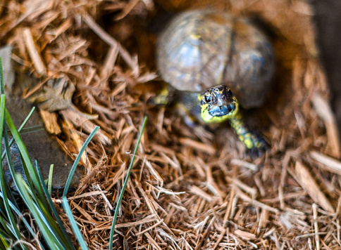 Yellow bellied slider turtle