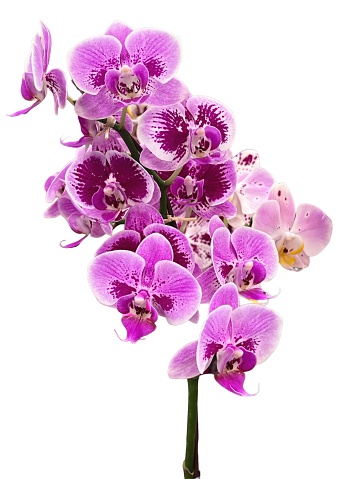 A beautyful phalaenopsis orchid in bloom with cocoons. Isolated