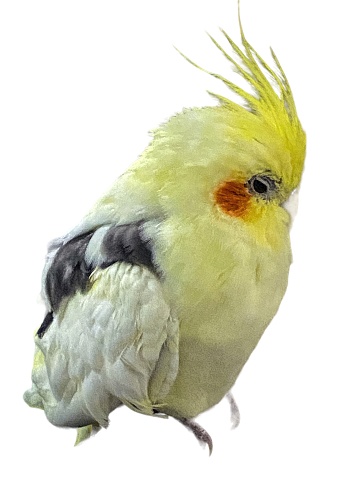Cockatiel or Weero/Weiro isolated on white background