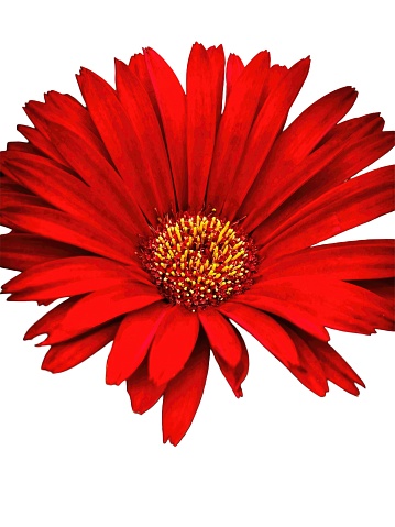 The bloom of Blanket flower or Gaillardia isolated on white background