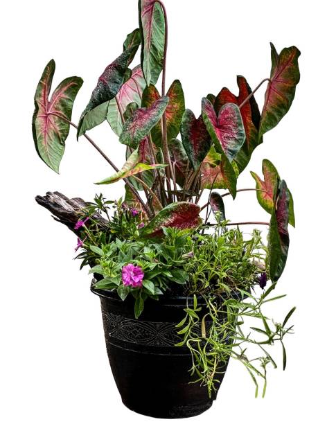 istock Potted Caladium isolated on white background 1958454978