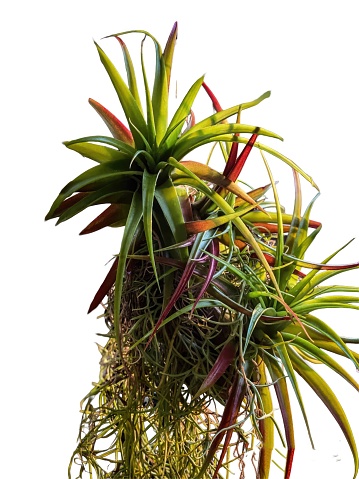 Air plants isolated on white background