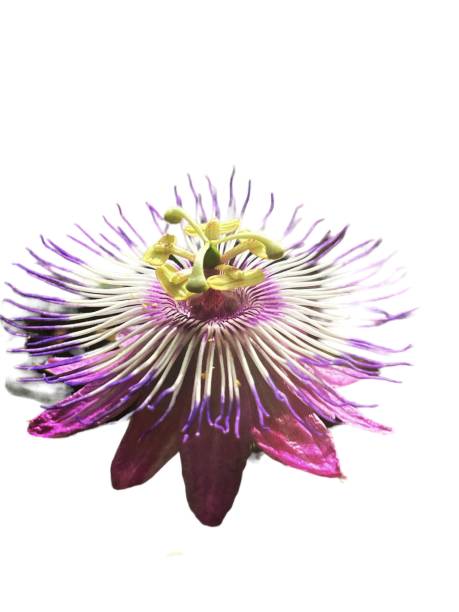 istock A Passiflora flower isolated on white background 1958456054