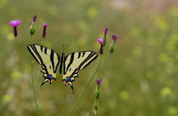 Old world swallowtail butterfly sucking on brownray knapweed.