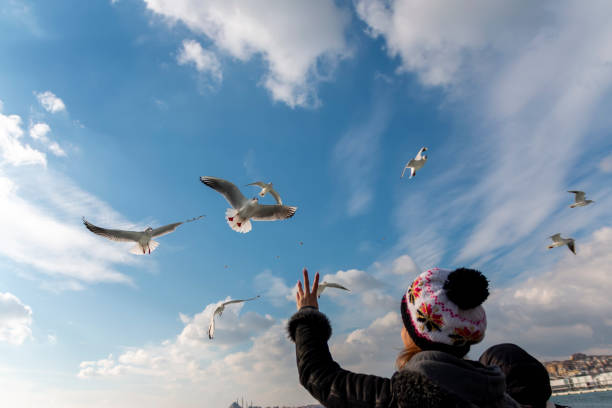 Birds looking for food