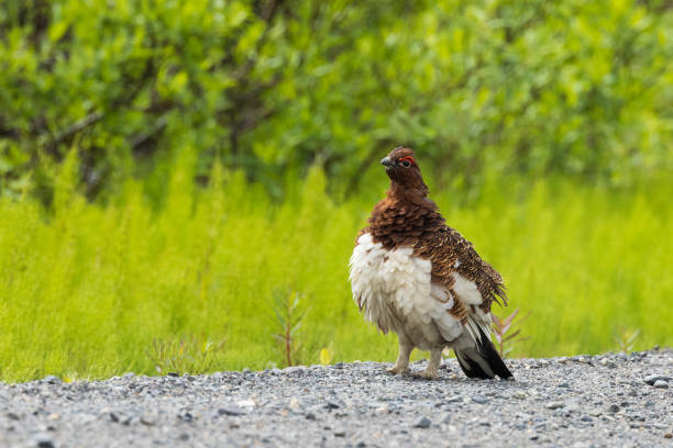 The willow ptarmigan is a bird in the grouse subfamily Tetraoninae of the pheasant family Phasianidae. It is also known as the willow grouse and in Ireland and Britain, where the subspecies L. l. scotica was previously considered to be a separate species, as the red grouse.