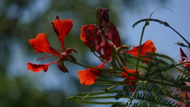 delonix regia (pohon semarak api, flamboyan, royal poinciana, flamboyant, phoenix flower, flame of the forest, flame tree라고도 함). 또한 열대 조건에서 유용한 그늘 나무입니다 - mexican flame leaf 뉴스 사진 이미지