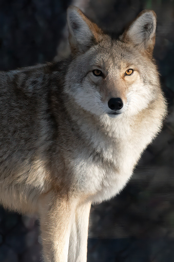 Single portrait of wolf animal looking at camera