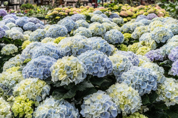 istock Beautiful Blue Hydrangeas  in Greenhouse 1958531303