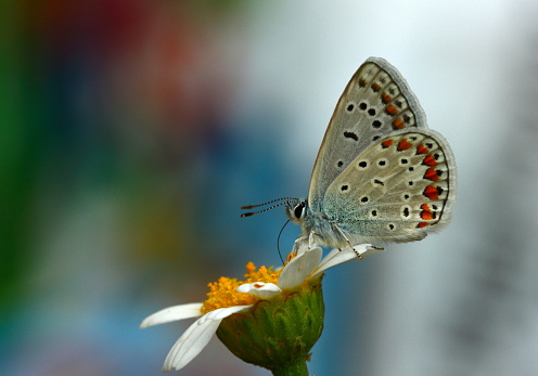 Image of a beautiful butterfly and flowers on a colorful blurred background