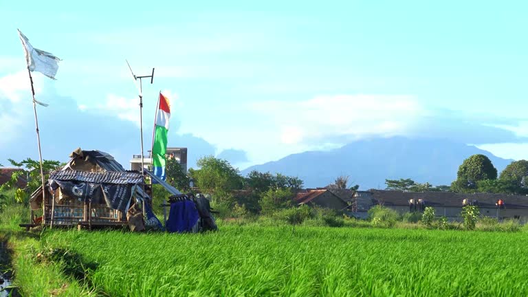 flag blowing in the wind in a rice field